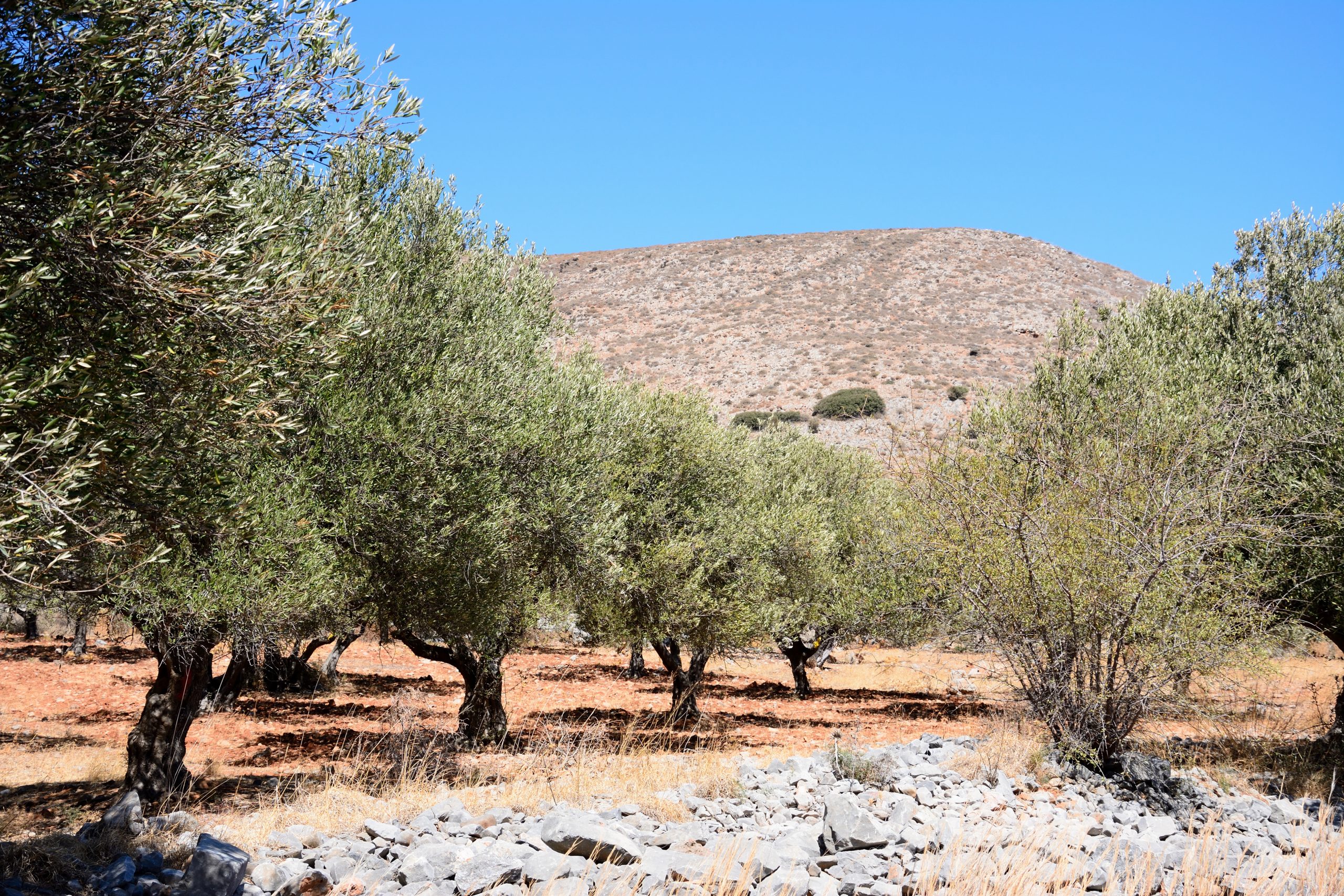 Olive grove in the countryside with mountains to the rear near Elounda Crete iStock 684732242